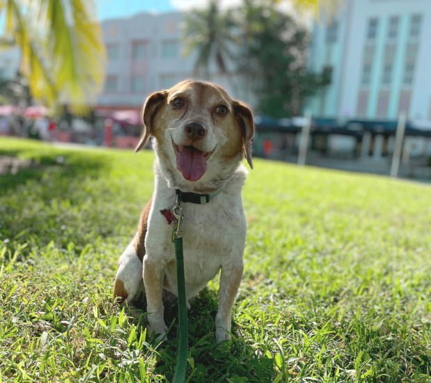 Miami South Beach Party Animal Harry with Artist Nicole Maynard at Lummus Park