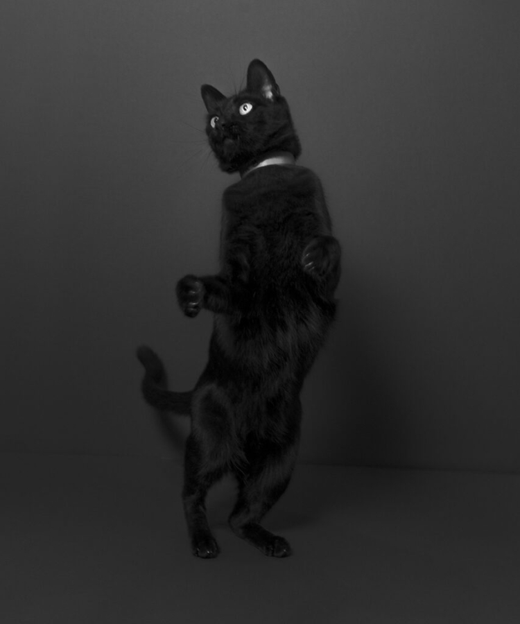 20220415 - 20220705 | The Florida Museum of Photographic Arts | GROUP- Community Animal Show | Tampa St Pete | Tampa museum